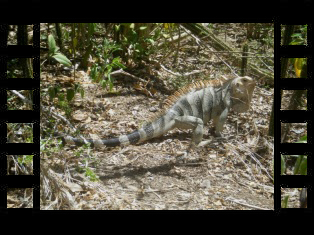 iguana